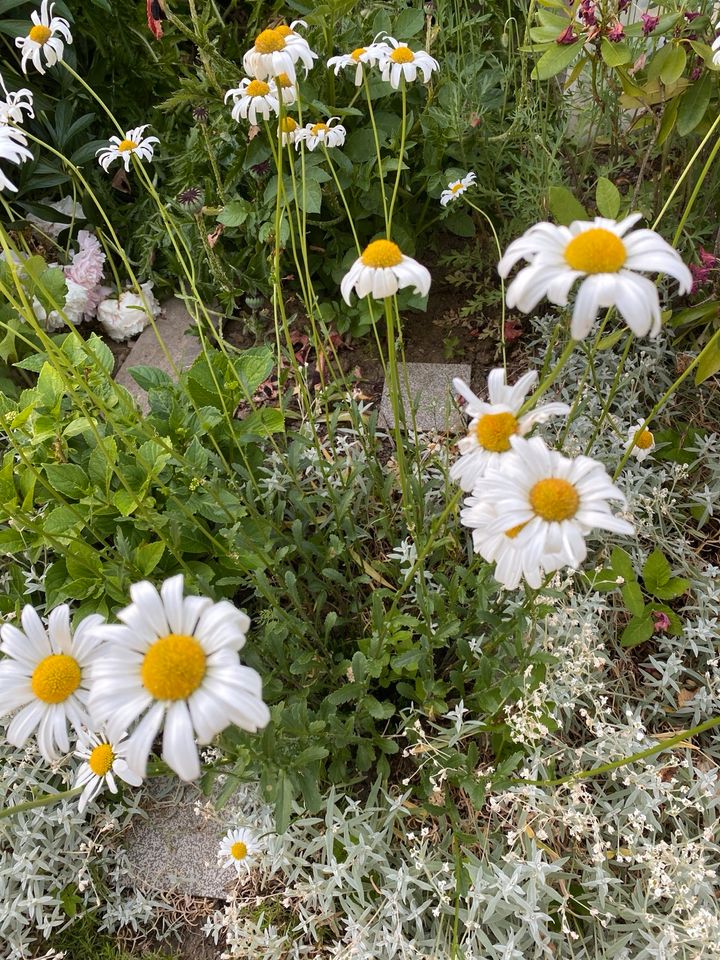 Margariten Balkon Gartenblumen winterfest je gr.Topf 5€ in Pohlheim