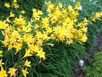 Taglilie Lilie winterhart gelbe Blüten Niedersachsen - Katlenburg-Lindau Vorschau