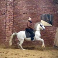 Reiten in Leichtigkeit  Mobiler Reitunterricht Klassische Dressur Niedersachsen - Celle Vorschau