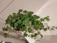 Efeu Ivy Ableger Hauspflanze Zimmerpflanze Balkon Berlin - Westend Vorschau
