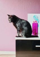 Katze Nora sucht Zuhause mit Katzenkumpeln Niedersachsen - Salzgitter Vorschau