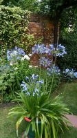 Große Schmucklilie Agapanthus Sachsen-Anhalt - Weißenfels Vorschau