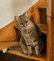 Wir suchen Rosi - Katze entlaufen - gesucht - Finderlohn Thüringen - Camburg Vorschau