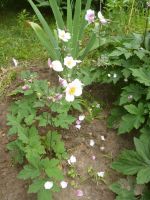 Gartenpflanze "Herbstanemone" Sachsen-Anhalt - Burg Vorschau