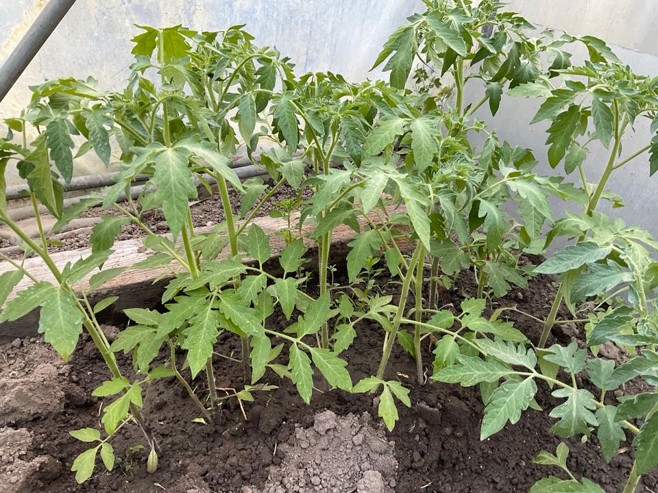 Tomaten pflanzen alte Sorten ,Bulgarische rosa  Gigant ,gelbe ,ro in Wesel