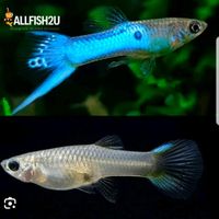 Guppys Japan blue Bayern - Olching Vorschau