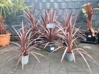 Cordyline australis Red paso doble can  can Keulenlilie Niedersachsen - Sehnde Vorschau