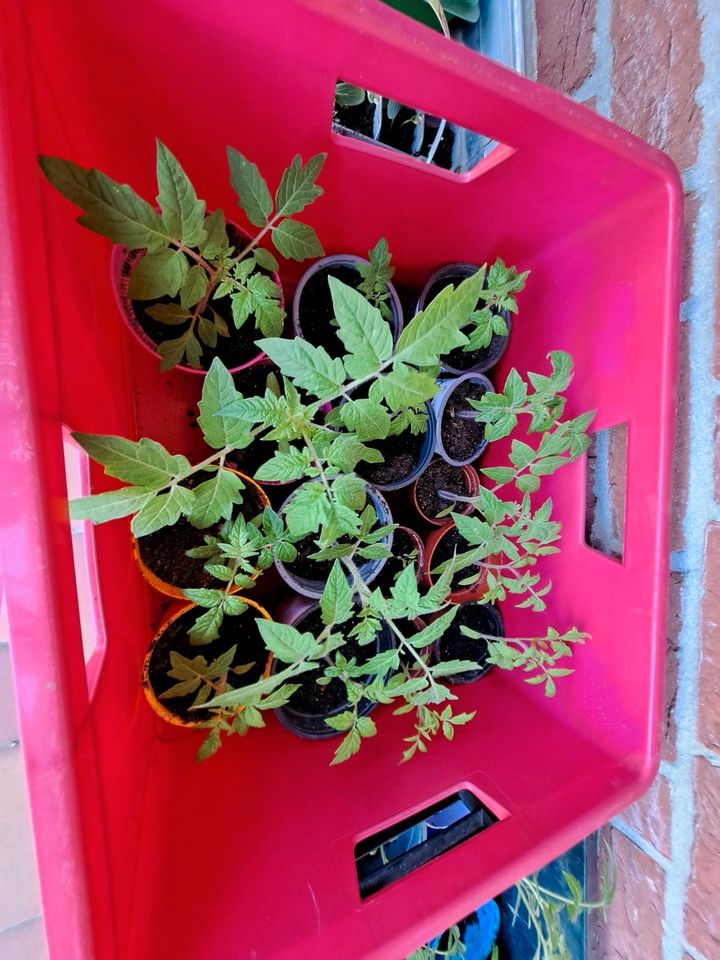 Jungpflanzen: verschiedene Tomaten,  Chili, Paprika in Klein Wesenberg