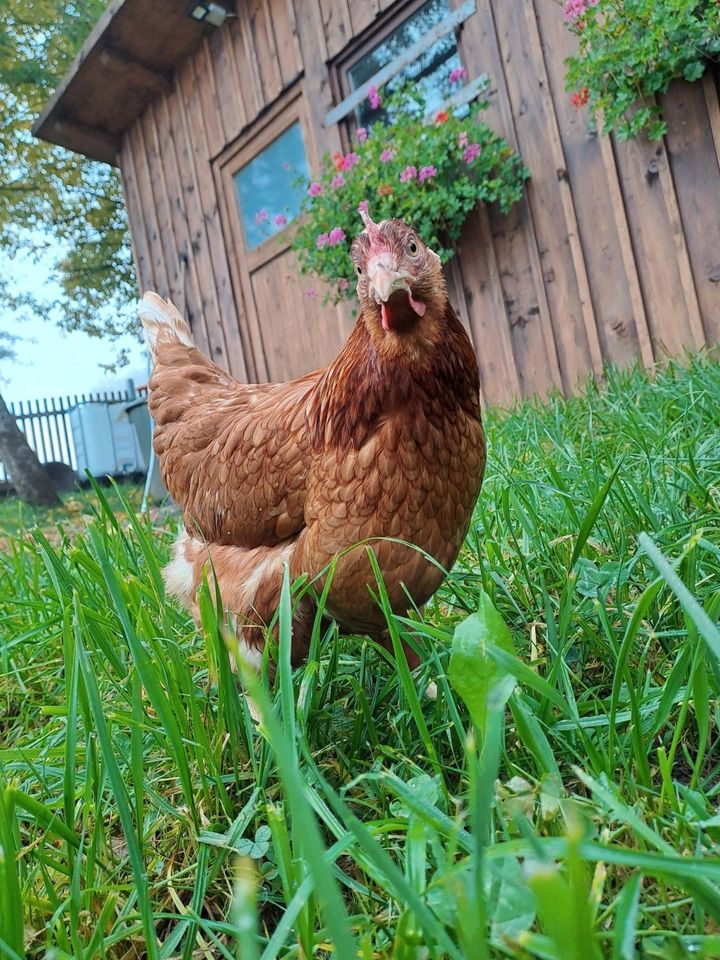 Suche Helfer/In für Hobby-Landwirtschaft in Amberg