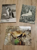 3x Postkarte Ansichtskarte DDR Pinguin Zaunkönig Lachmöwe Sachsen-Anhalt - Halle Vorschau
