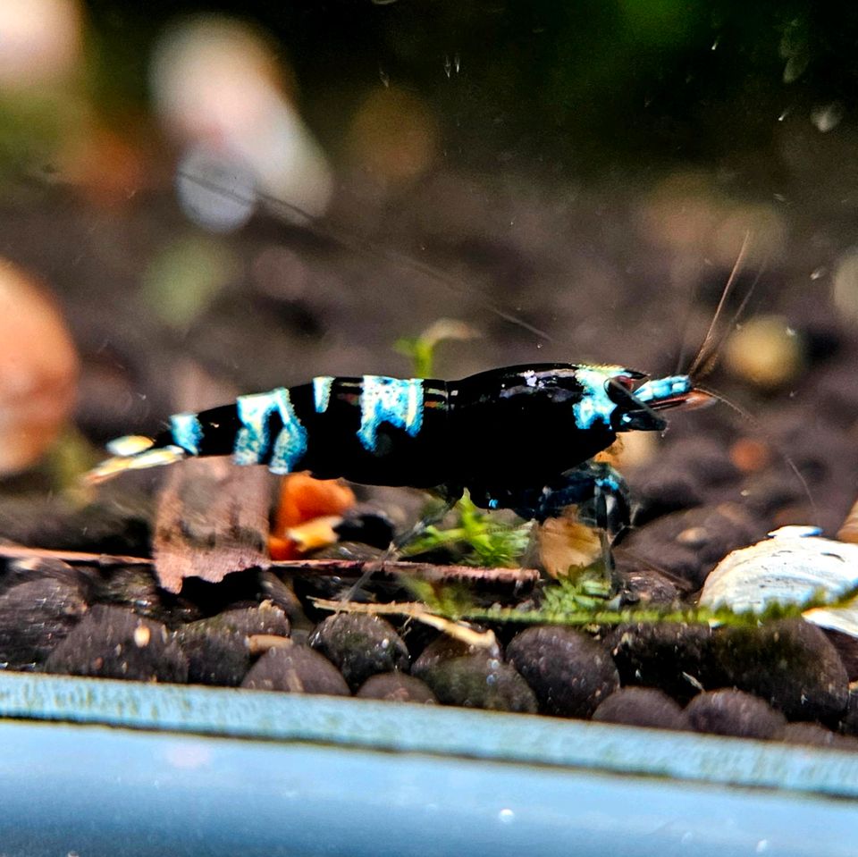 Black Nanashi Garnelen mit Blau-Anteil Caridina, 10€* in Möglingen 