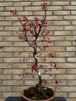 Fächerahorn Bonsai (Acer palmatum Deshojo) Japan Import Saarbrücken-West - Klarenthal Vorschau