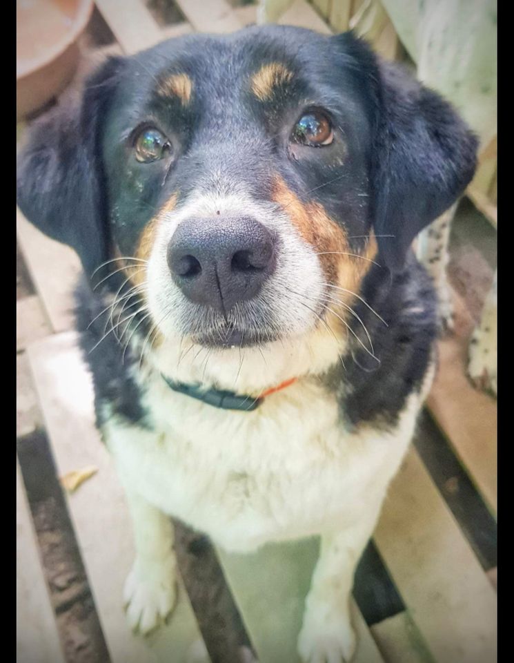 Dankeschön von ganzem Herzen...Harry der Türke ❣ in Maxhütte-Haidhof