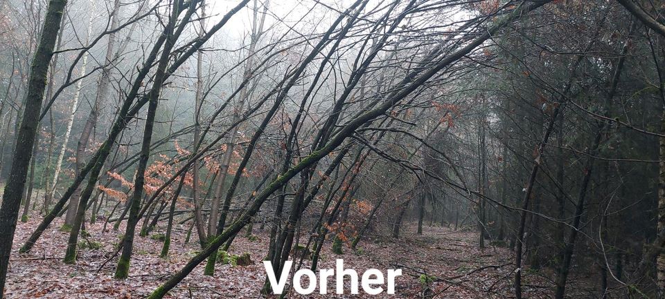 Rodung Fällgreifer Baumfällung Landschaftspflege in Berching