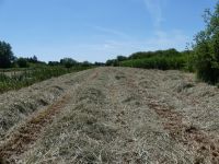 Silage in Rundballen, Ernte 2023 Niedersachsen - Artlenburg Vorschau