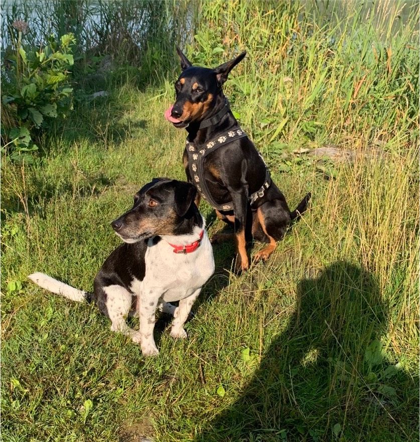 Hundebetreuung Wasserburg/Inn GESUCHT in Wasserburg am Inn