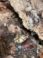 Porcellio laevis White Asseln Baden-Württemberg - Moos Vorschau