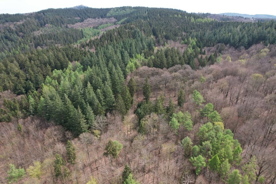 Waldgrundstück bzw. Forstgrundstück in der Eifel zum Kauf gesucht in Köln