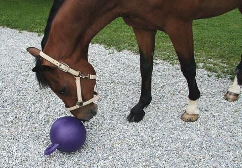 Pferdespielball in Gunningen