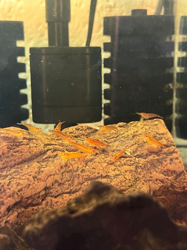 Garnelen Orange Fire Aquarium in Ramsen