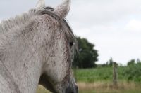 Pflegebeteiligung Reitbeteiligung wie ein eigenes Pferd Niedersachsen - Harpstedt Vorschau