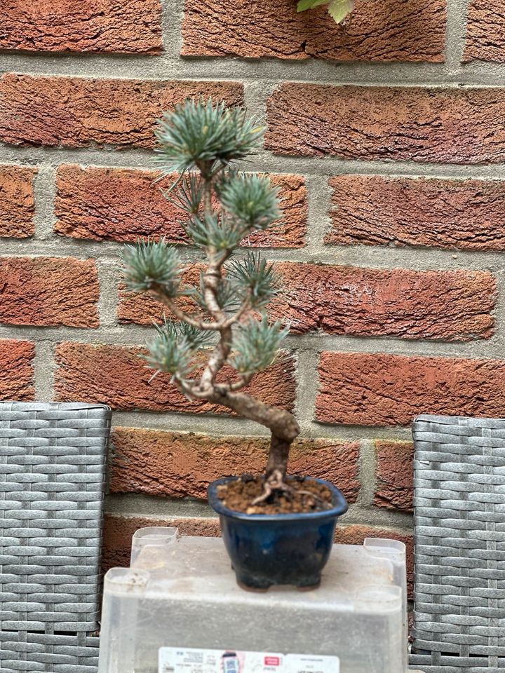 Pinus Parviflora Bonsai in Düsseldorf