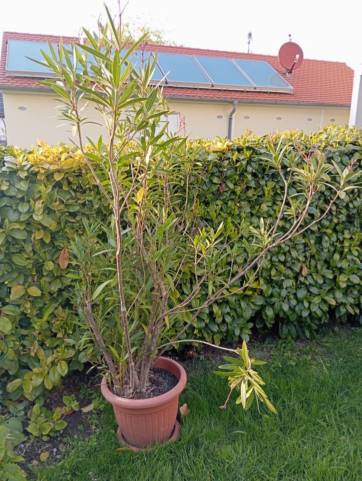 Oleander rosa, rot, weiß groß und klein in Thierhaupten