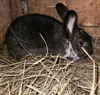 Kaninchen Häsinn 15 Monate Sachsen - Dommitzsch Vorschau