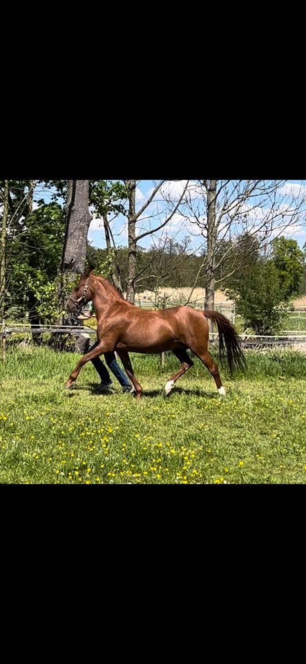 Spitzen Pony Dressurstute für Zucht/Sport und  Absatzfohlen in Nürnberg (Mittelfr)