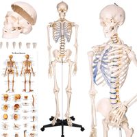 Anatomie Skelett lebensgroß inklusive Ständer tectake® 400502 Baden-Württemberg - Lauf Vorschau