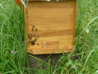 Bienen Bienenvolk Ableger Zander auch für Erlanger Beuten Bayern - Wertingen Vorschau