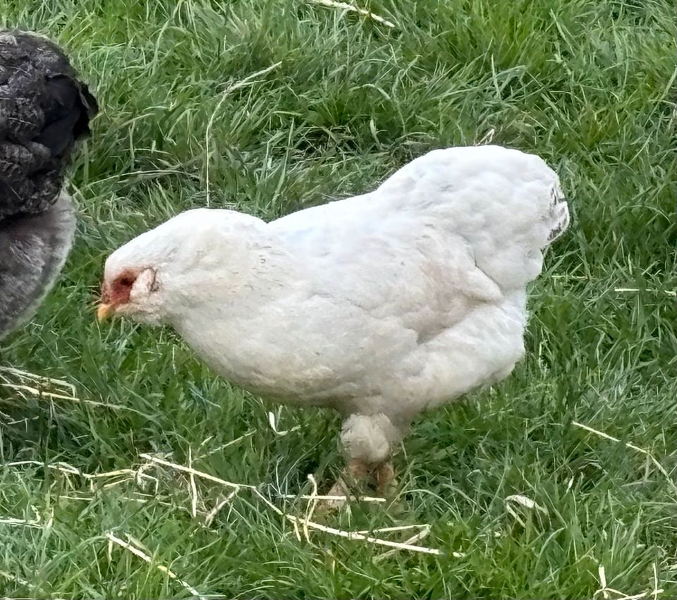 Zwerg Wyandotten (Hennen) zur Abgabe in Hückelhoven