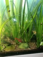 Aquarium Pflanze Vallisneria Gigantea Rheinland-Pfalz - Leimersheim Vorschau