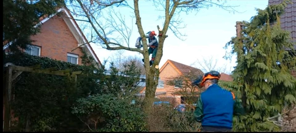 Hecke entfernen Baumfällung Stubbenfräsen Bäume Fällen in Hopsten