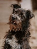 *Fussel* -kerniger Terrier-Mix Kreis Pinneberg - Elmshorn Vorschau