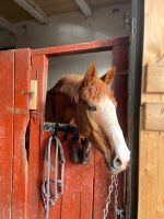 Reitbeteiligung (Pferd sucht Reiter) Schleswig-Holstein - Lütjenburg Vorschau