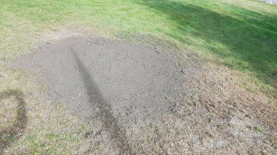 Bäume Fällungen, Baumfällung,  Wurzel fräsen, Hecke schneiden. in Essen