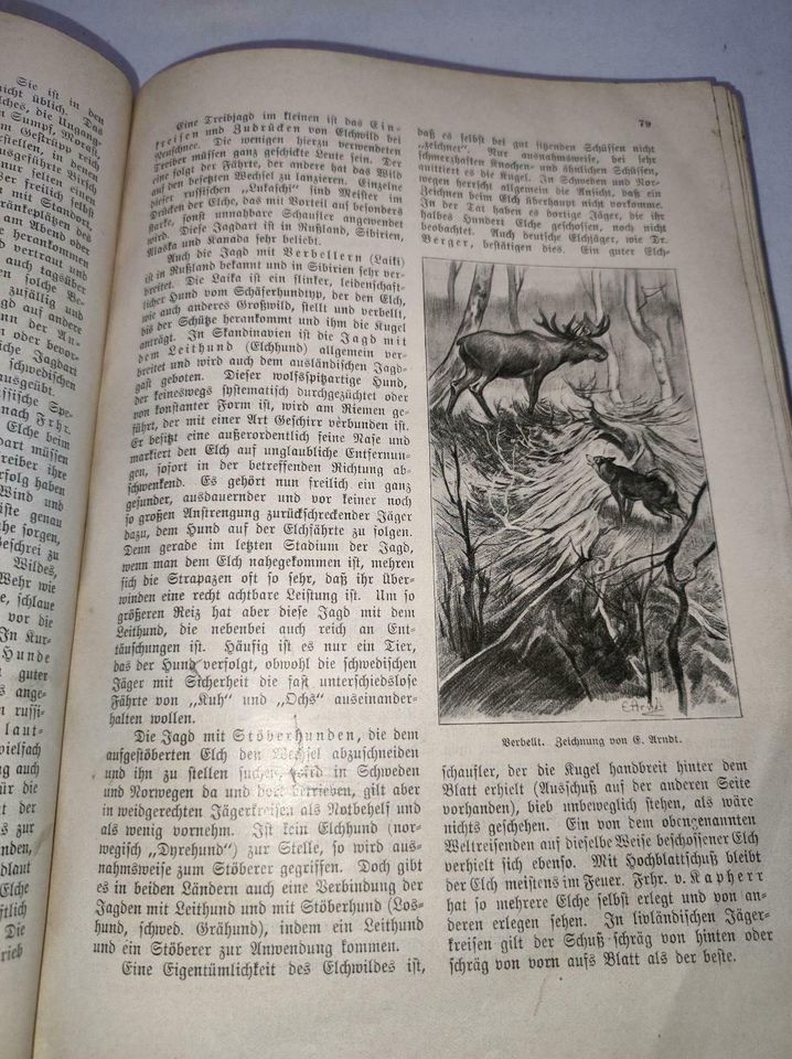 Erfahrungen auf dem Gebiete der hohen Jagd 1912 in Floh-Seligenthal-Kleinschmalkalden