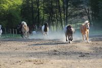 Reitunterricht ab 3 Jahre Pferde reiten Reitschule Hobby Horsing Nordrhein-Westfalen - Velbert Vorschau
