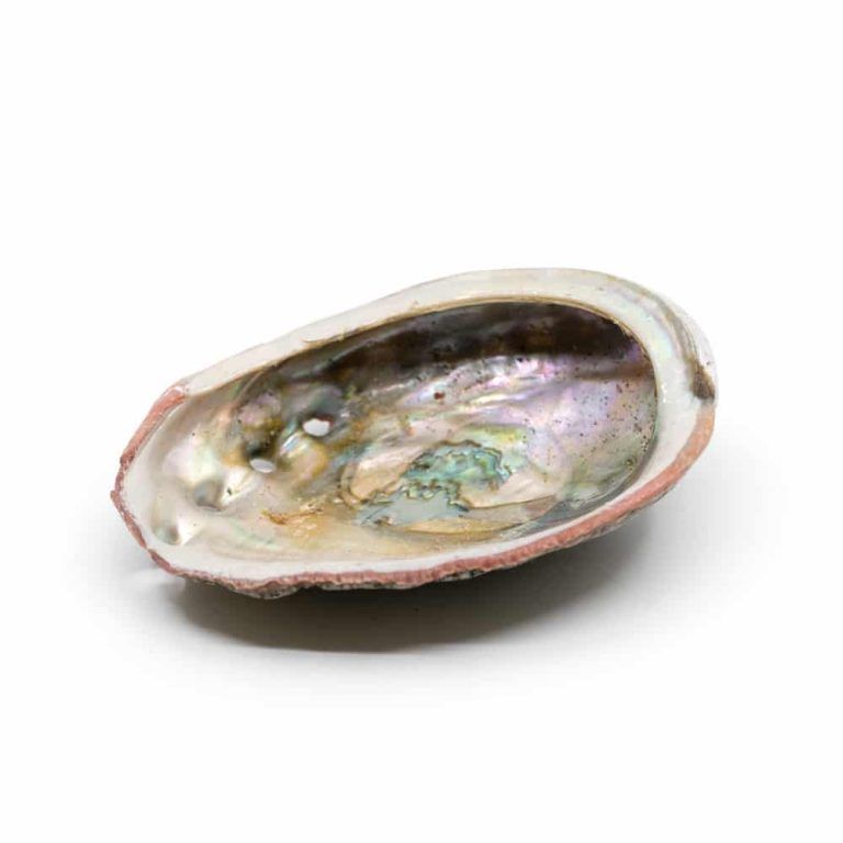 XXL Abalone Muschel ca. 14-17cm Smudge Ladeschale Räucherschale in Enger