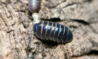 Armadillidium spec casteldaccia Asseln Hessen - Schotten Vorschau