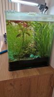 Aquarium Fische Schnecken Filter Lampe Luft Stein Sand Pflanzen Niedersachsen - Bad Essen Vorschau