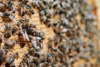 Sanftmütige Bienenableger zu verkaufen Hessen - Wehrheim Vorschau
