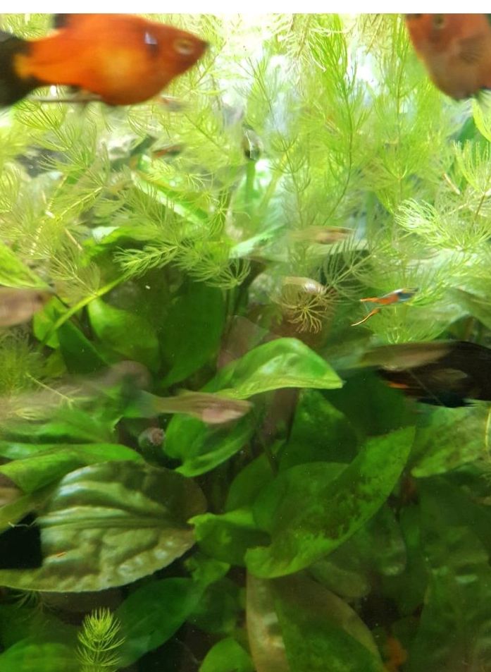 25 Platys, 60 Endler Guppys und Wasserpflanzen abzugeben in Aurachtal