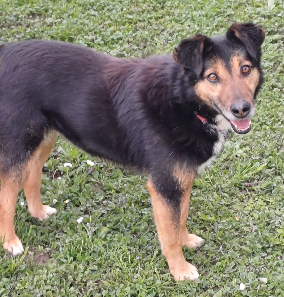 Mischlingshündin Malou in Kehl aus Tierschutz in Kehl