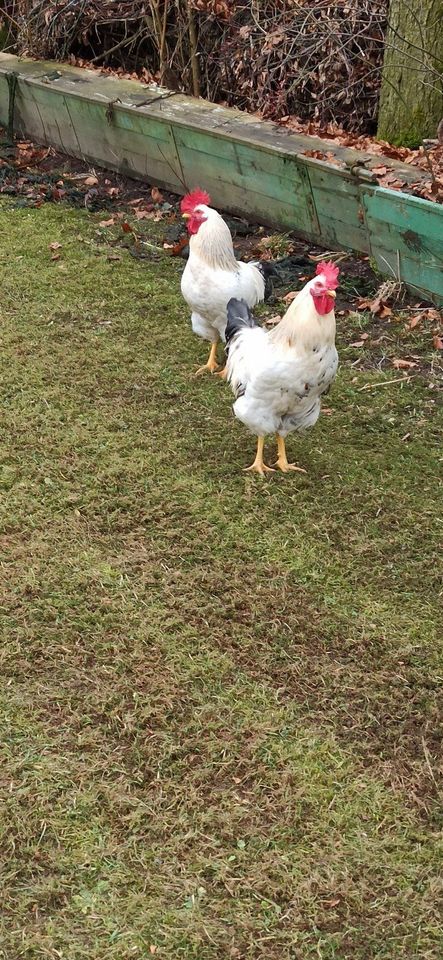 zwei junge Blumenhuhn / Sussex Hähne Mix aus Naturbrut, handzahm in Legau