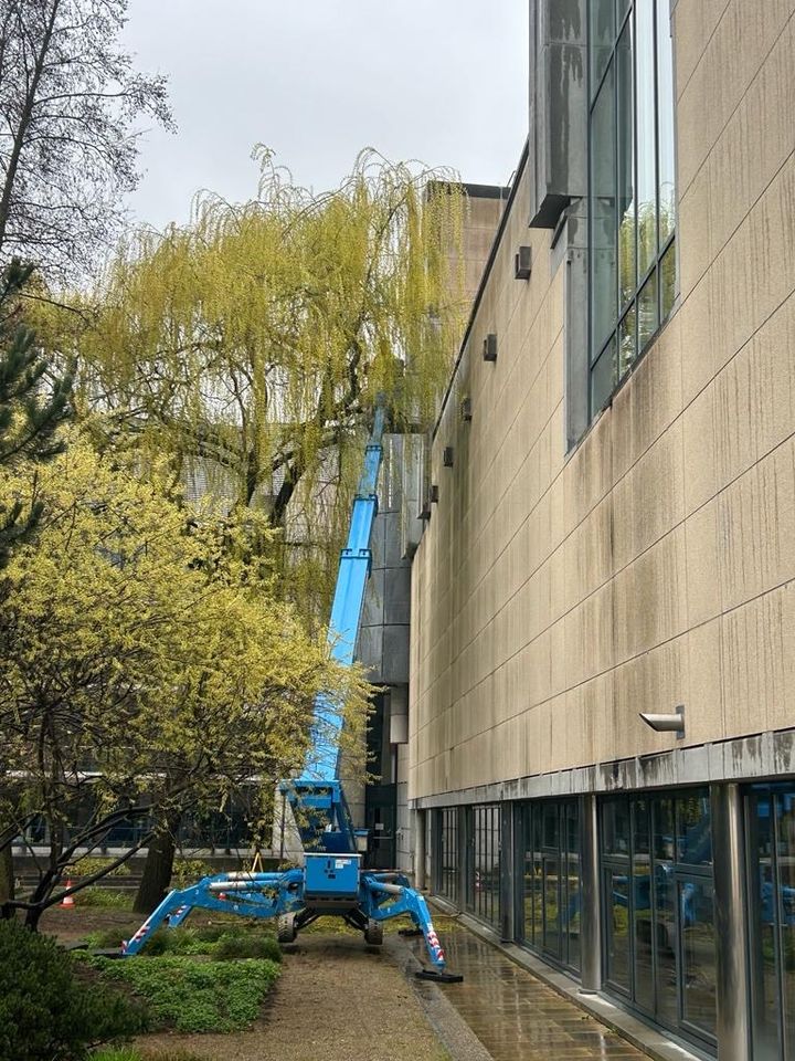 ! Baumfällung Baumpflege Baumschnitt ! in Swisttal