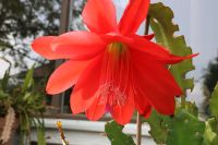 Blattkaktus Epiphyllum rot blühend im Topf 20cm. Bayern - Uffing Vorschau