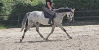 6 jähriger traumhafter Irish Sporthorsewallach abzugeben Nordrhein-Westfalen - Nettetal Vorschau