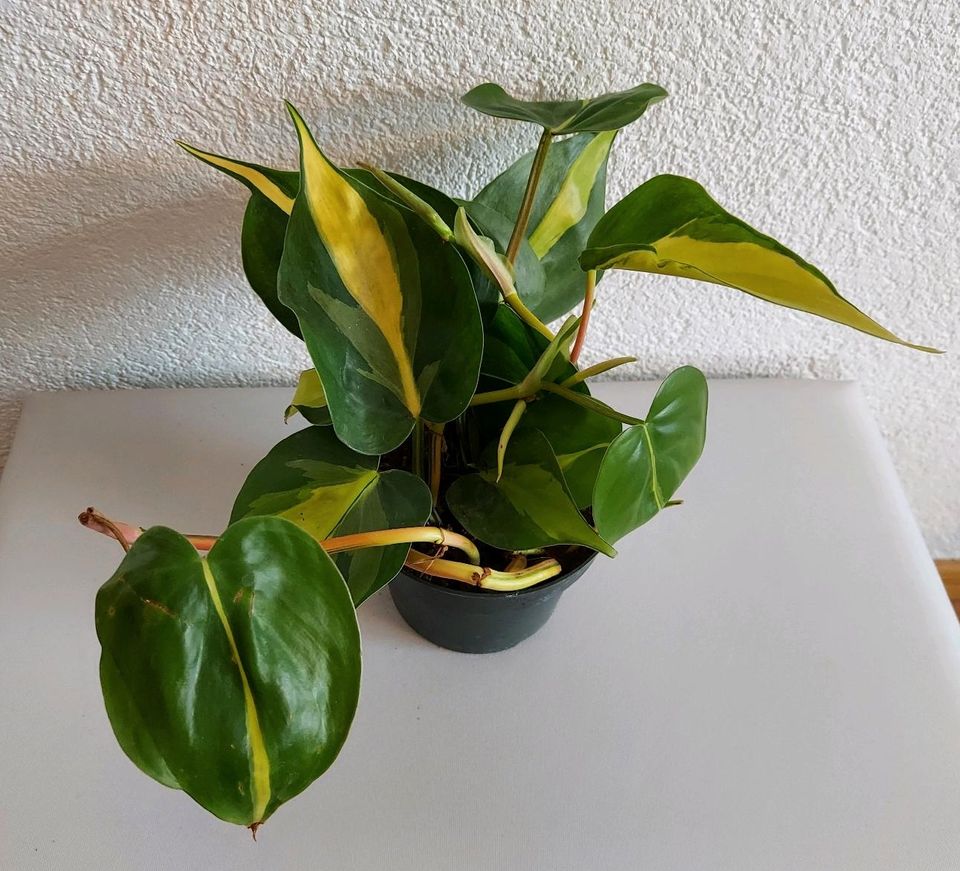 Philodendron Brasil Baumfreund Ableger Steckling Zimmerpflanze in Neresheim